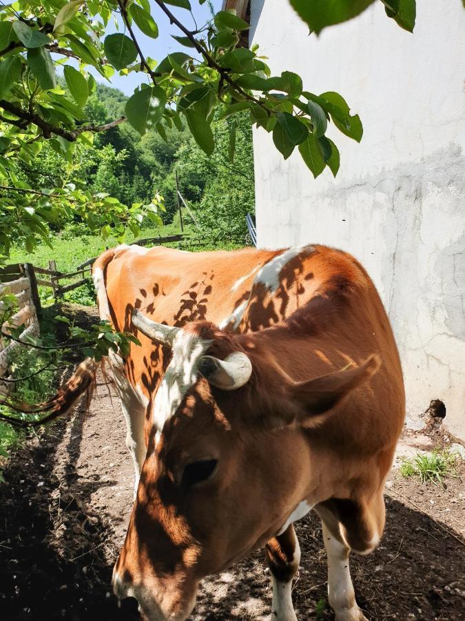 Farmstead Green Haven Mojkovac Kültér fotó