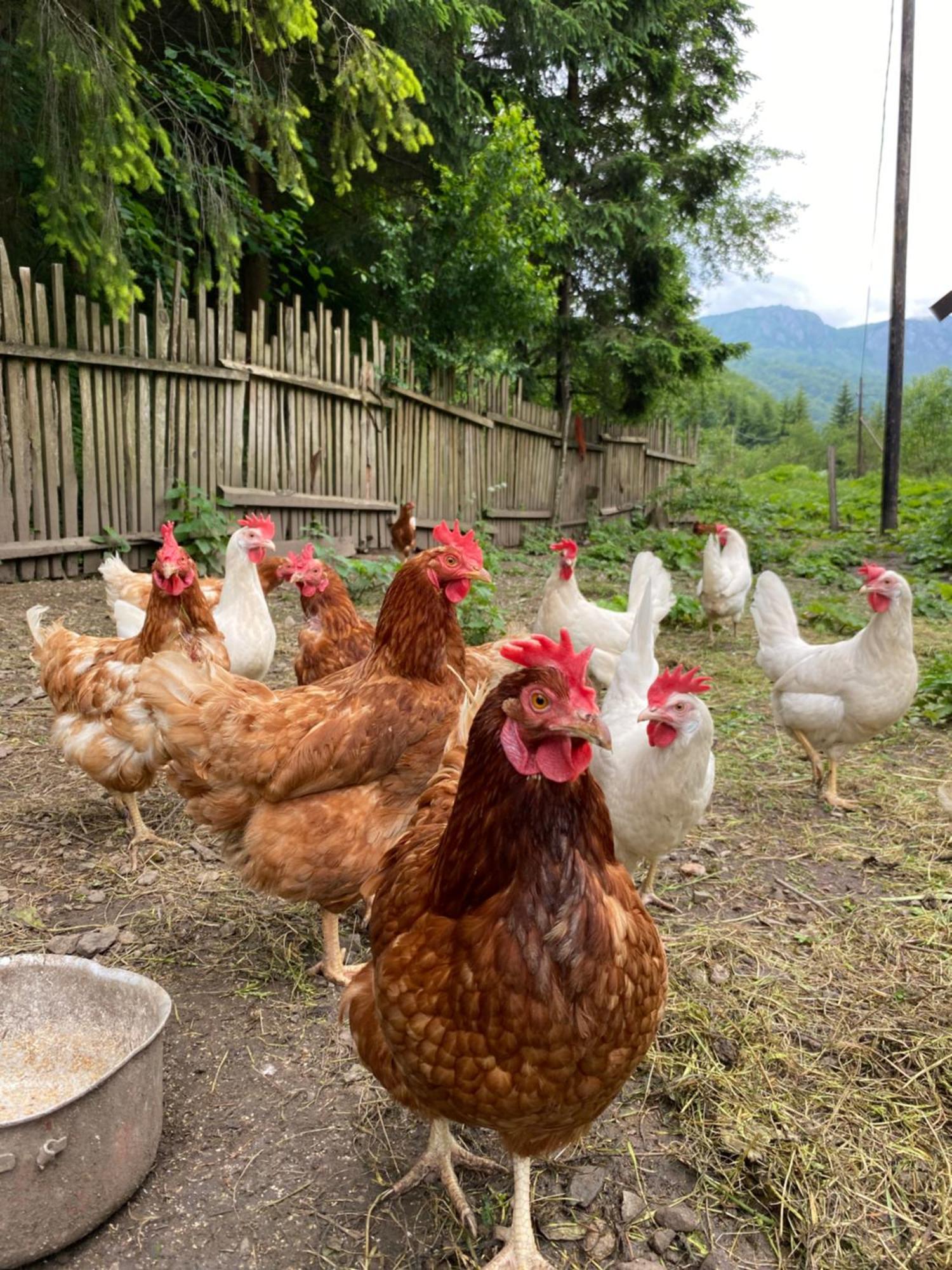 Farmstead Green Haven Mojkovac Kültér fotó
