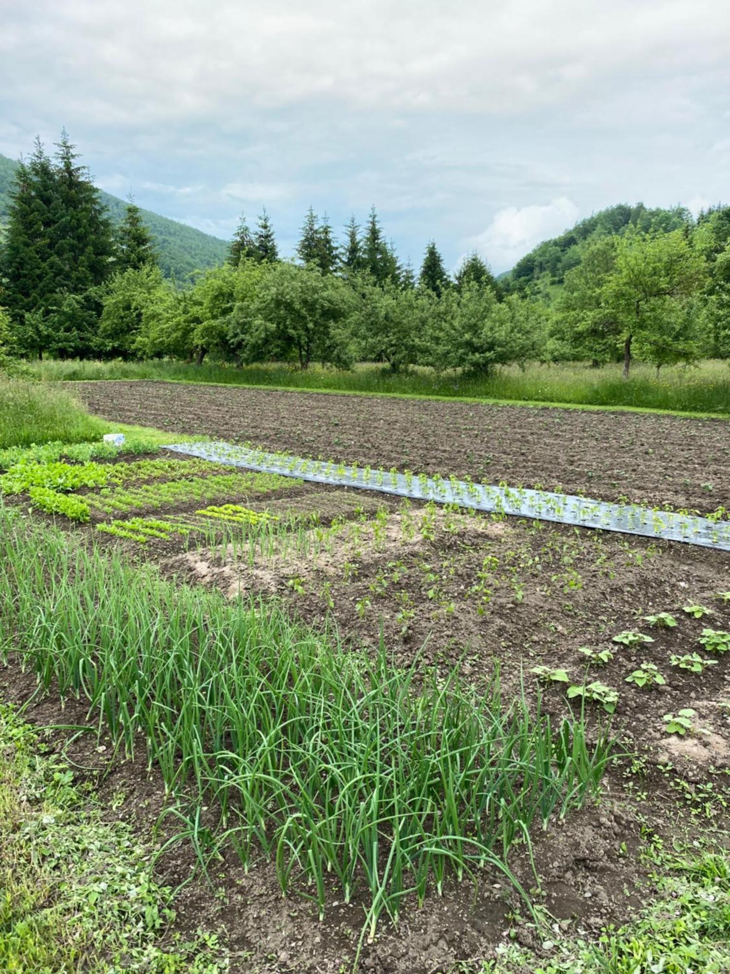Farmstead Green Haven Mojkovac Kültér fotó