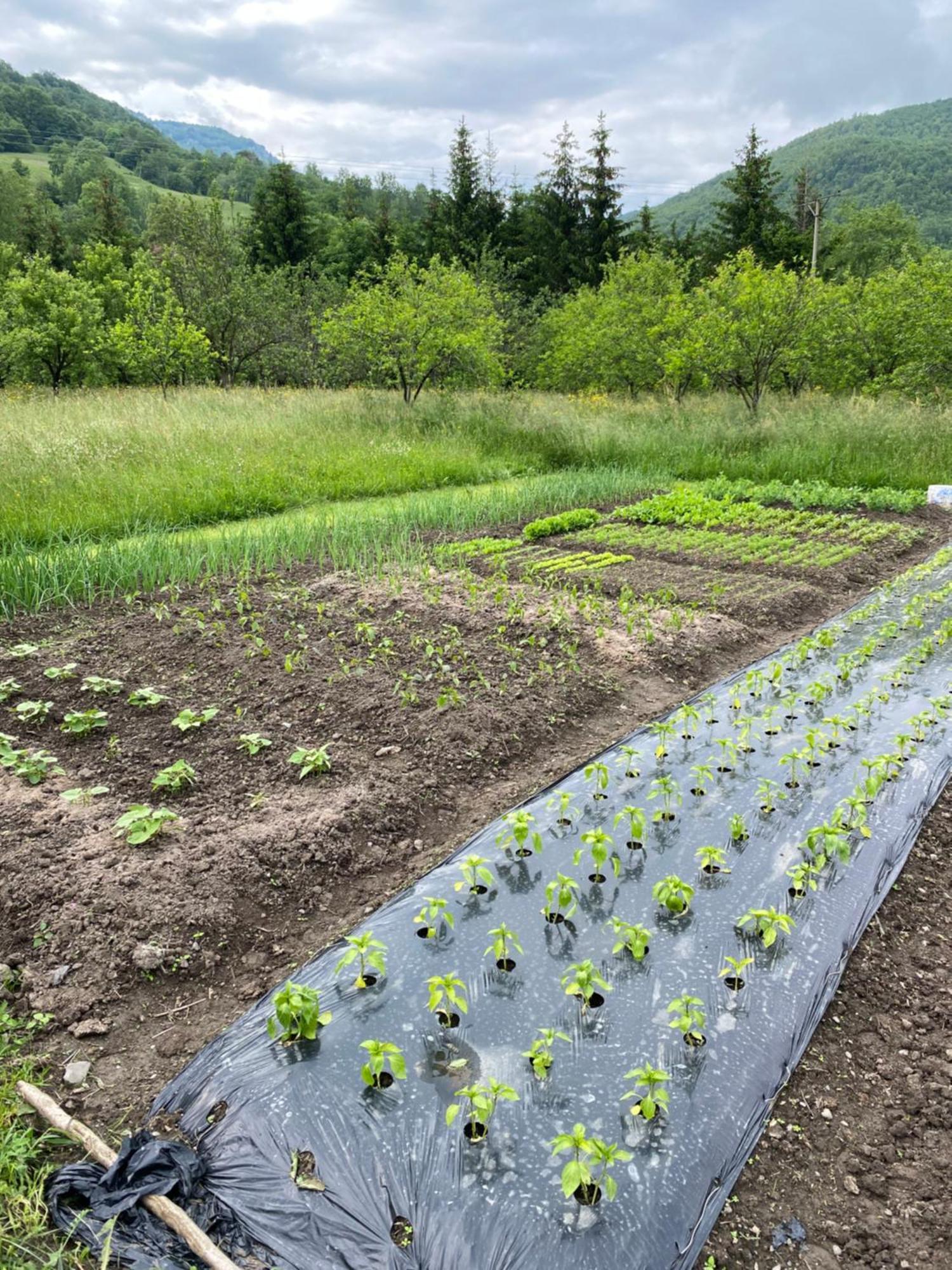 Farmstead Green Haven Mojkovac Kültér fotó